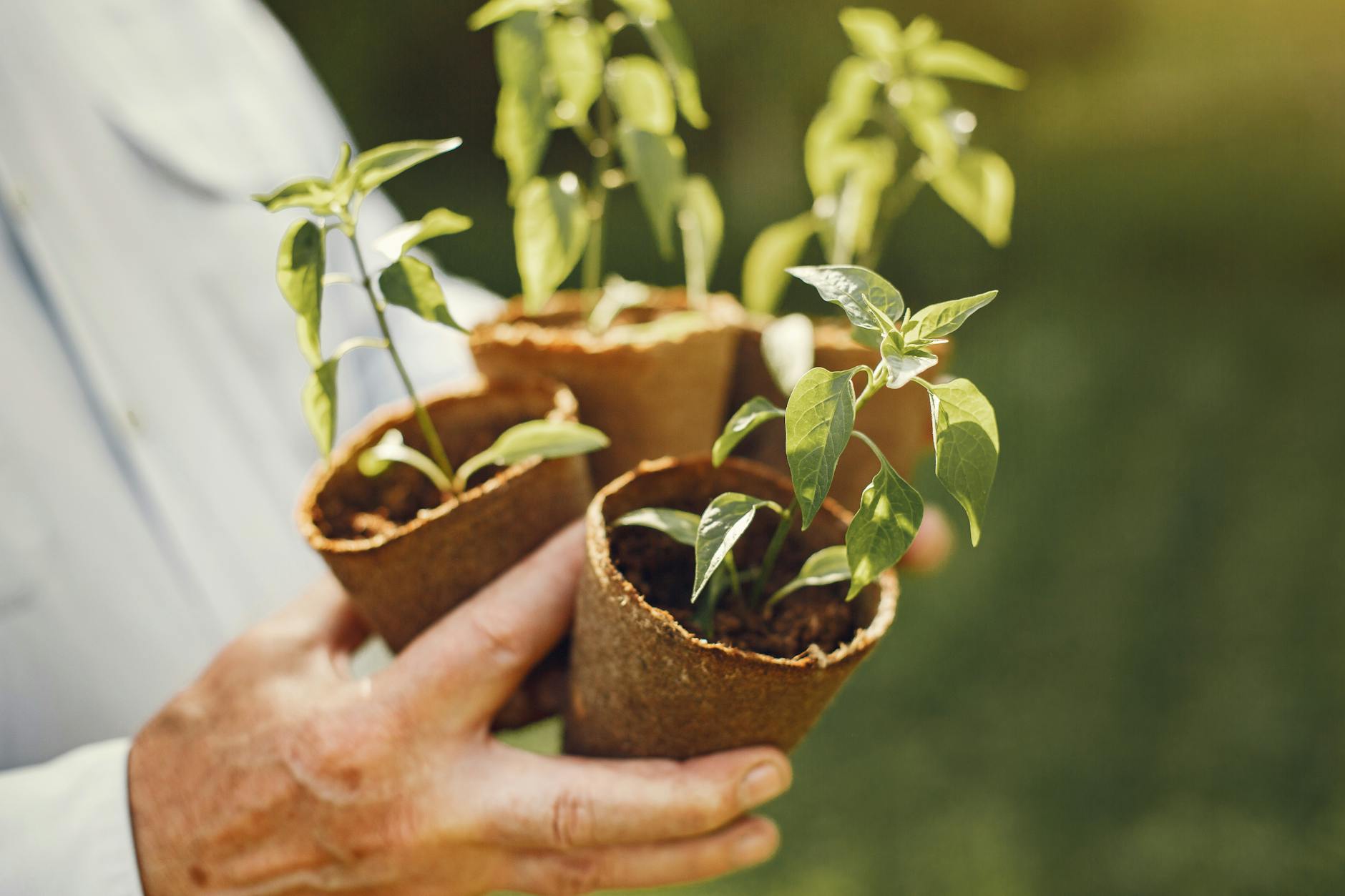 Regulátory rostlinného růstu: hormony, účinky a využití v praxi 8 apikalni dominance auxin cytokininy a nadvlada vrcholu lodyhy regulatory rostlinneho rustu