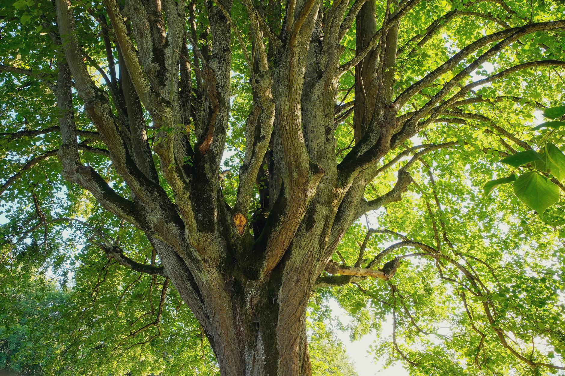 Historie arboristiky: od prvních arboristů po moderní péči o stromy 9 arboristika v ceske republice od frice po certifikaci european treeworker historie arboristiky