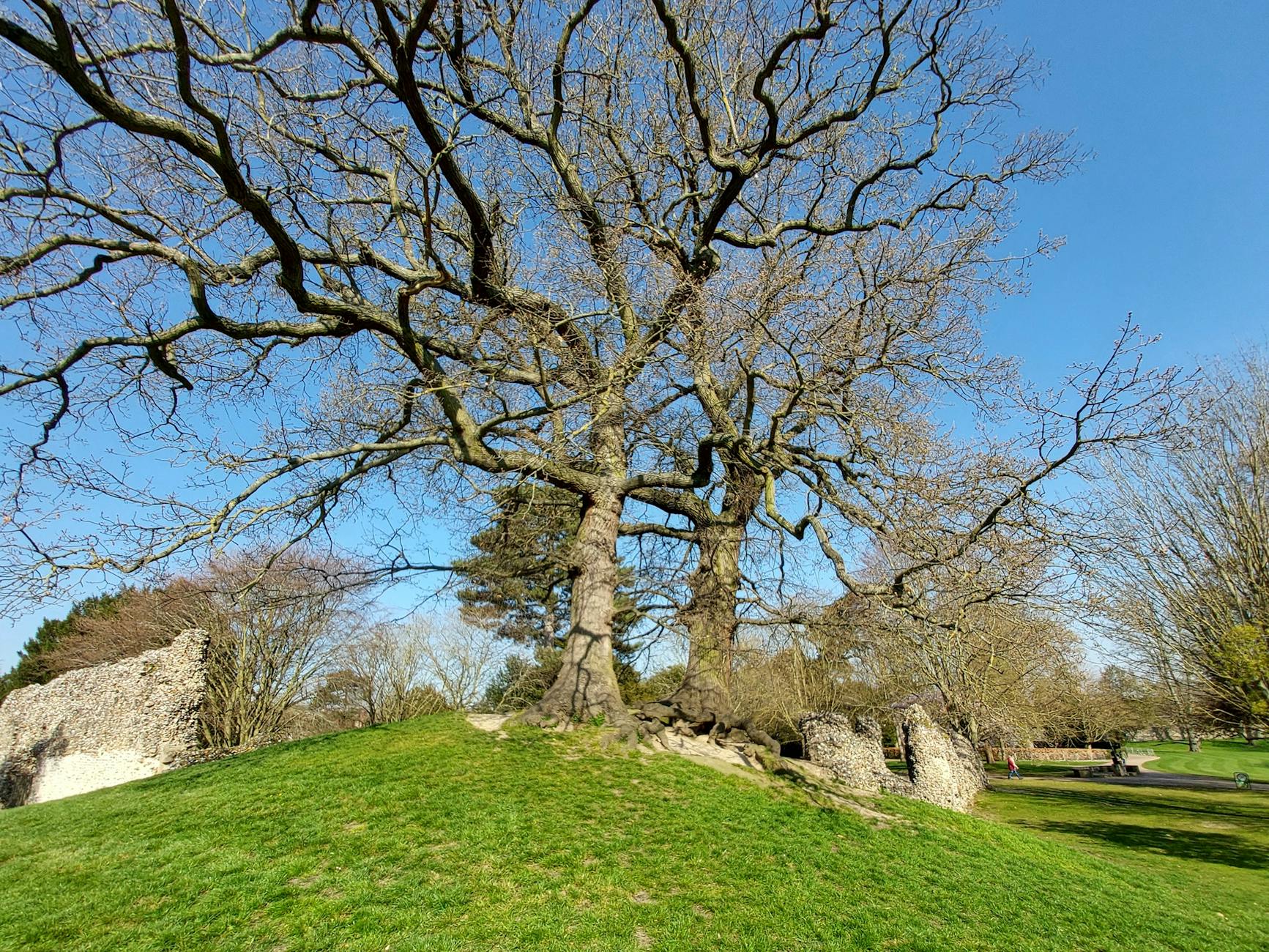 Historie arboristiky: od prvních arboristů po moderní péči o stromy 7 arboristika v usa den stromu vznik isa a profesionalizace oboru historie arboristiky