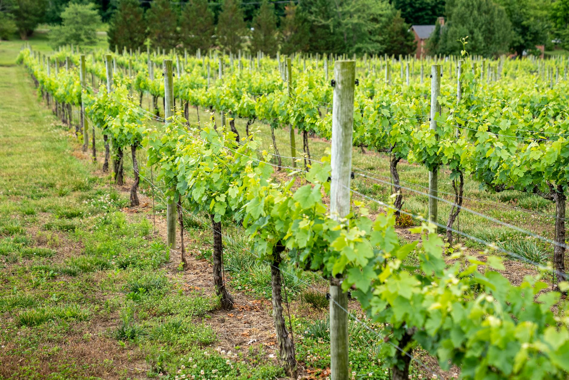 Výběr stanoviště pro vinici: klima, půda a reliéf 12 bodovaci system hodnoceni vinicnich pozemku a zaver vyber stanoviste pro vinici
