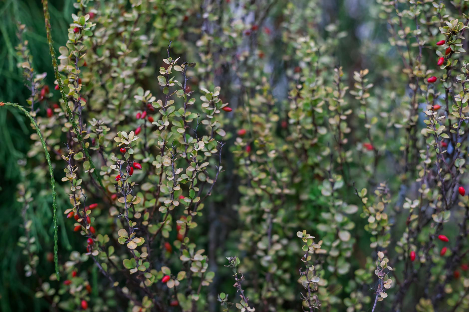 Listnaté dřeviny: průvodce výběrem, výsadbou a péčí 11 dristal berberis a briza betula dekorativni dreviny pro zive ploty i solitery listnate dreviny