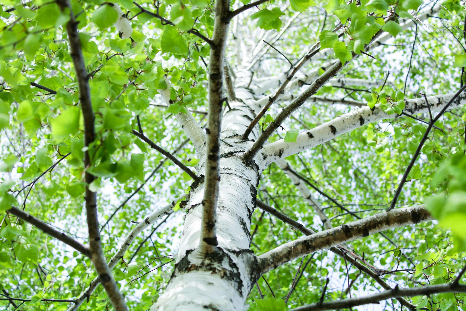 Historie arboristiky: od prvních arboristů po moderní péči o stromy 5 historie osetrovani dutin stromu od legend po stromovou chirurgii historie arboristiky