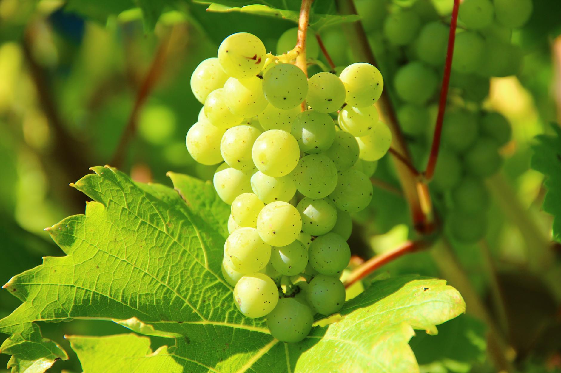 Podnože a odrůdy révy vinné pro české vinice 8 jakostni bile odrudy ryzlink rynsky rulandske bile chardonnay tramin a sauvignon podnoze a odrudy revy vinne 1