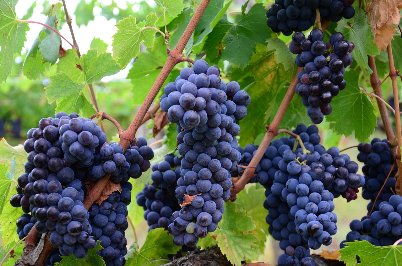Výroba jakostního vína: od hroznů až po sklep 11 mereni cukernatosti mostu mostomer refraktometr a wine tester vyroba vina
