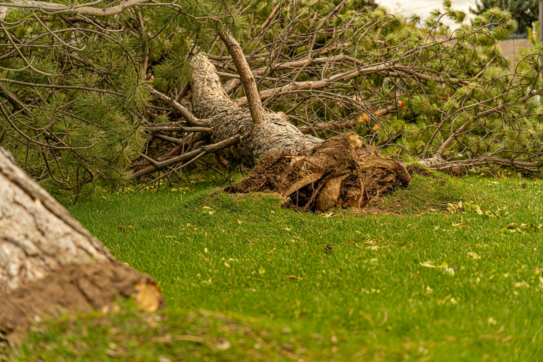 Historie arboristiky: od prvních arboristů po moderní péči o stromy 6 ochrana stromu pred skudci a chorobami od tabakoveho vyluhu po ddt a grafiozu historie arboristiky 1