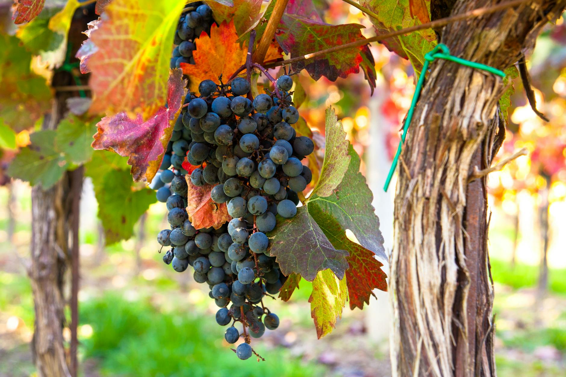 Podnože a odrůdy révy vinné pro české vinice 9 odrudy stredni jakosti muller thurgau veltlinske zelene ryzlink vlassky a neuburske podnoze a odrudy revy vinne