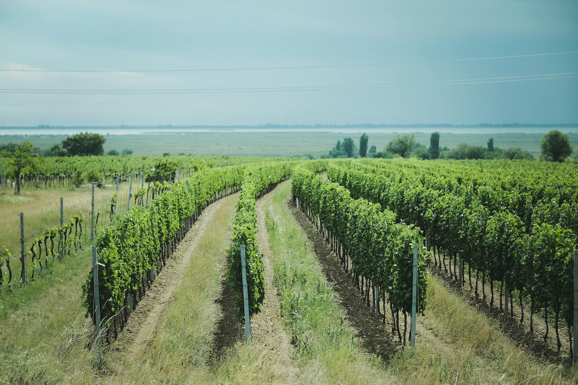 Založení vinice: příprava půdy, výsadba a péče o mladou výsadbu 8 pece o mladou vinici v prvnim roce kypreni podlom prihnojeni a zalivka zalozeni vinice