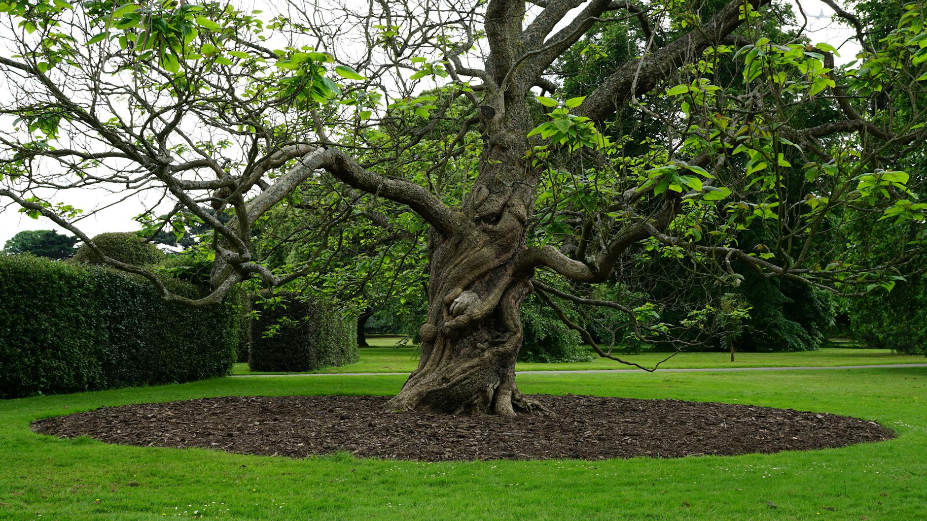 Historie arboristiky: od prvních arboristů po moderní péči o stromy 3 povery a magie v peci o stromy retezy vesaky a staticke zajisteni korun historie arboristiky
