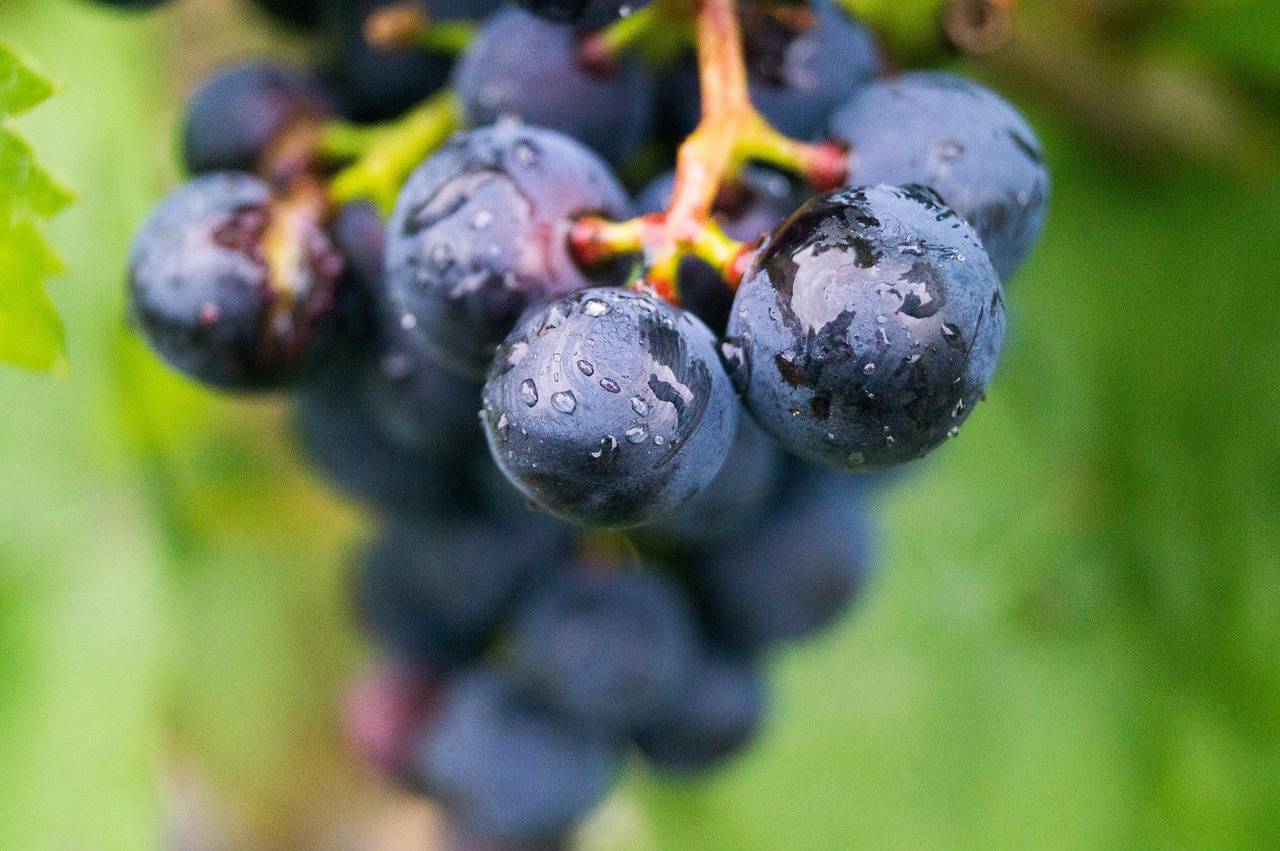 Výroba jakostního vína: od hroznů až po sklep 8 slozeni hroznu bobule slupky semena a jejich vliv na vino vyroba vina