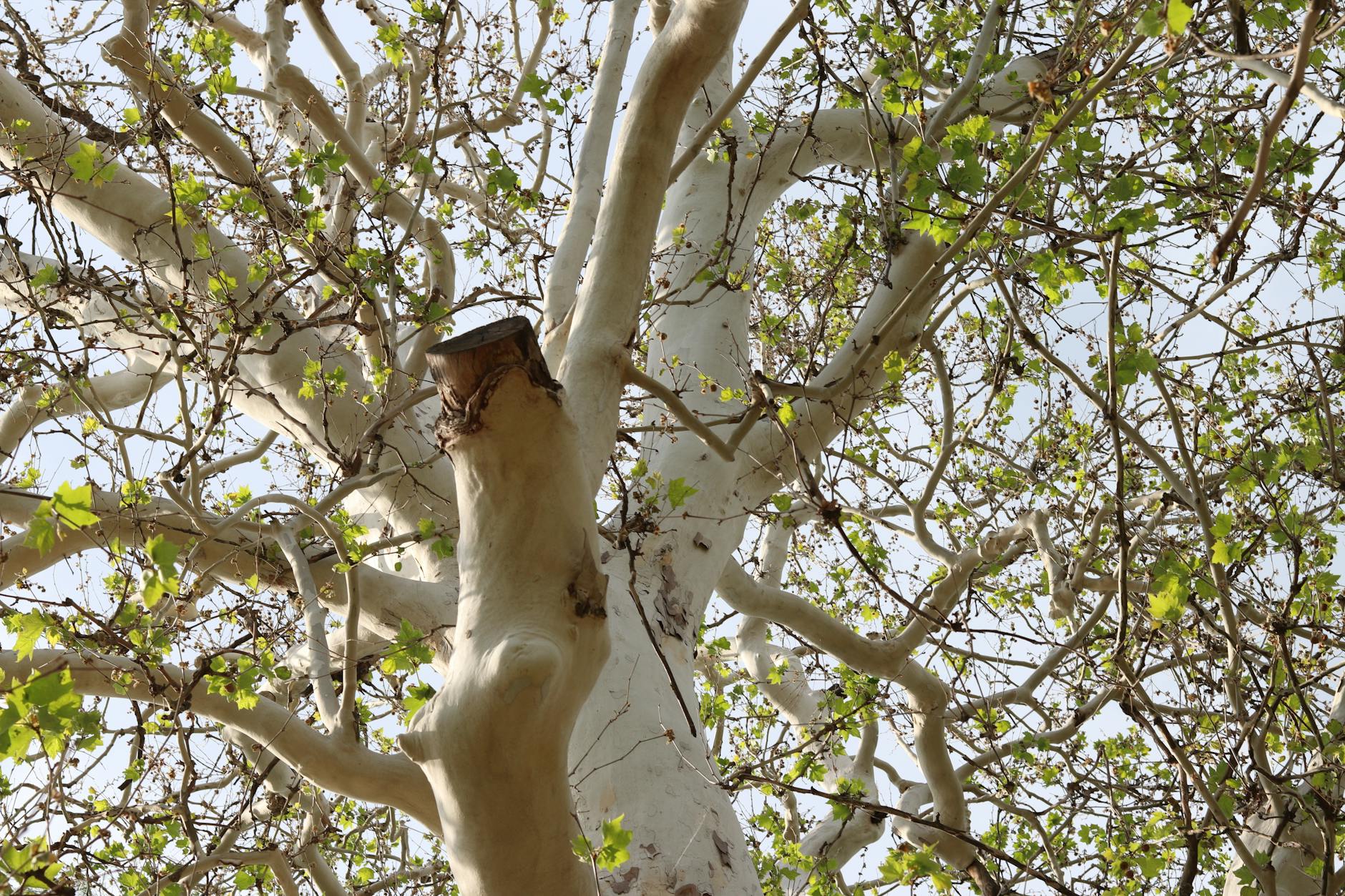 Historie arboristiky: od prvních arboristů po moderní péči o stromy 8 stromolezecke zavody a mezinarodni mistrovstvi itcc jak se rodila moderni technika historie arboristiky