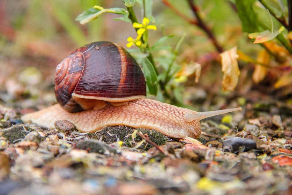 Fólie a netkané textilie na zahradě: ohřev půdy a ochrana rostlin 3 ochrana proti slimákům
