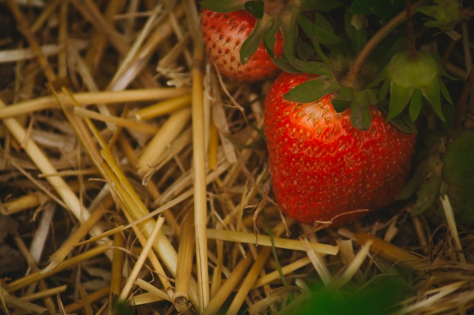 Jahody uložené na slame, mulčovanie jahôd