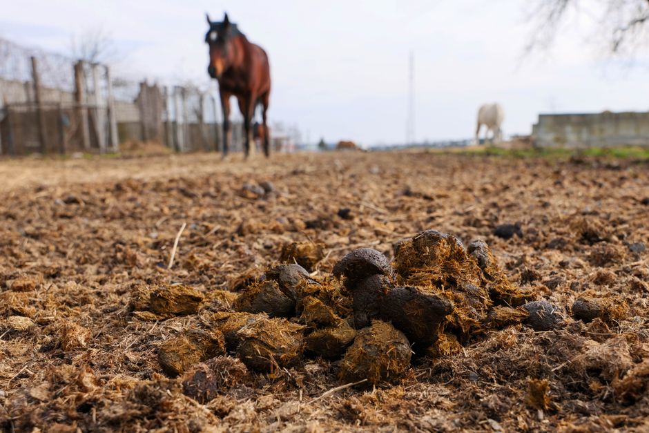 Hnůj na zahradu: koňský, kravský, slepičí – kdy a kolik 4 Koňský a kravský hnůj se slámou (2)