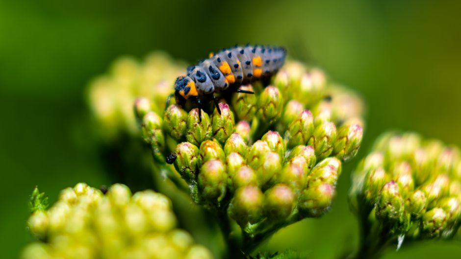 Užitečný hmyz na zahradě: kdo loví mšice a jak mu pomoct 2 Larva slunéčka