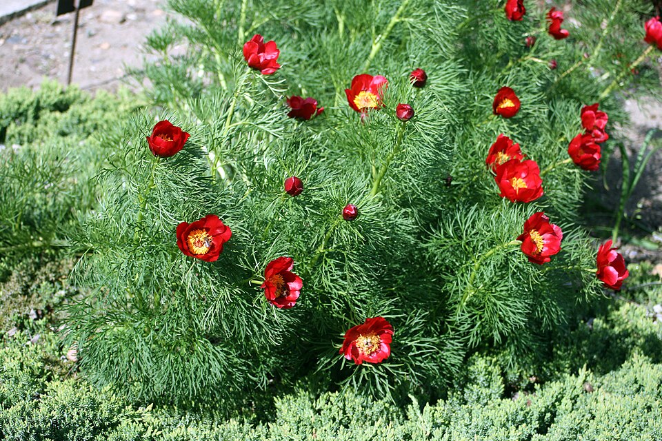 Pivonka kôprolistá (Paeonia tenuifolia) s červenými kvetmi