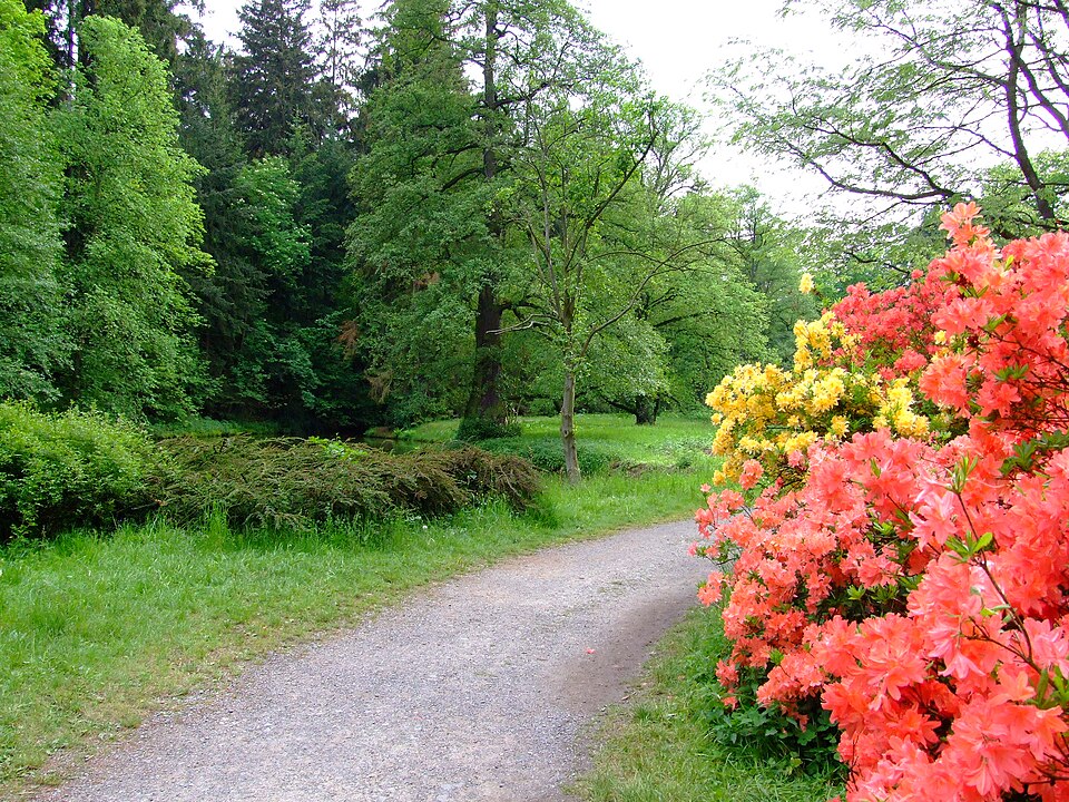 Anglický park a anglická zahrada: principy, stavby a kde je vidět 6 Cesta s rododendrony v parku Průhonice