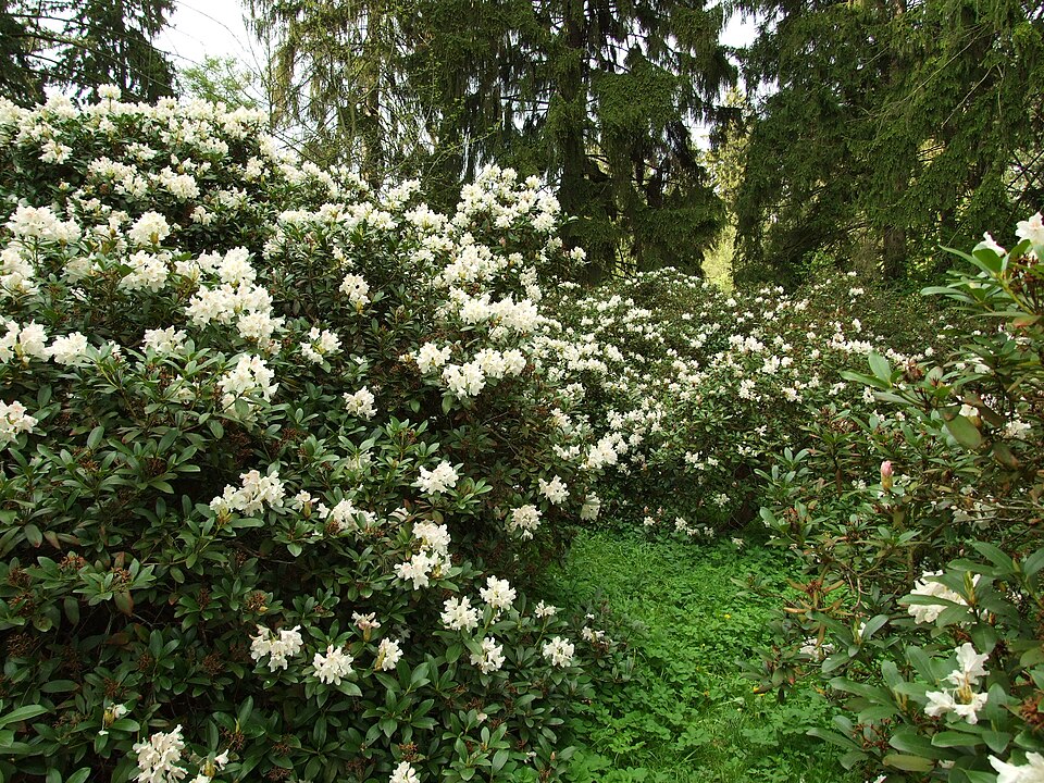 Průhonický park: historie, rododendrony a co v něm vidět 9 Bílé rododendrony v zámeckém parku Průhonice