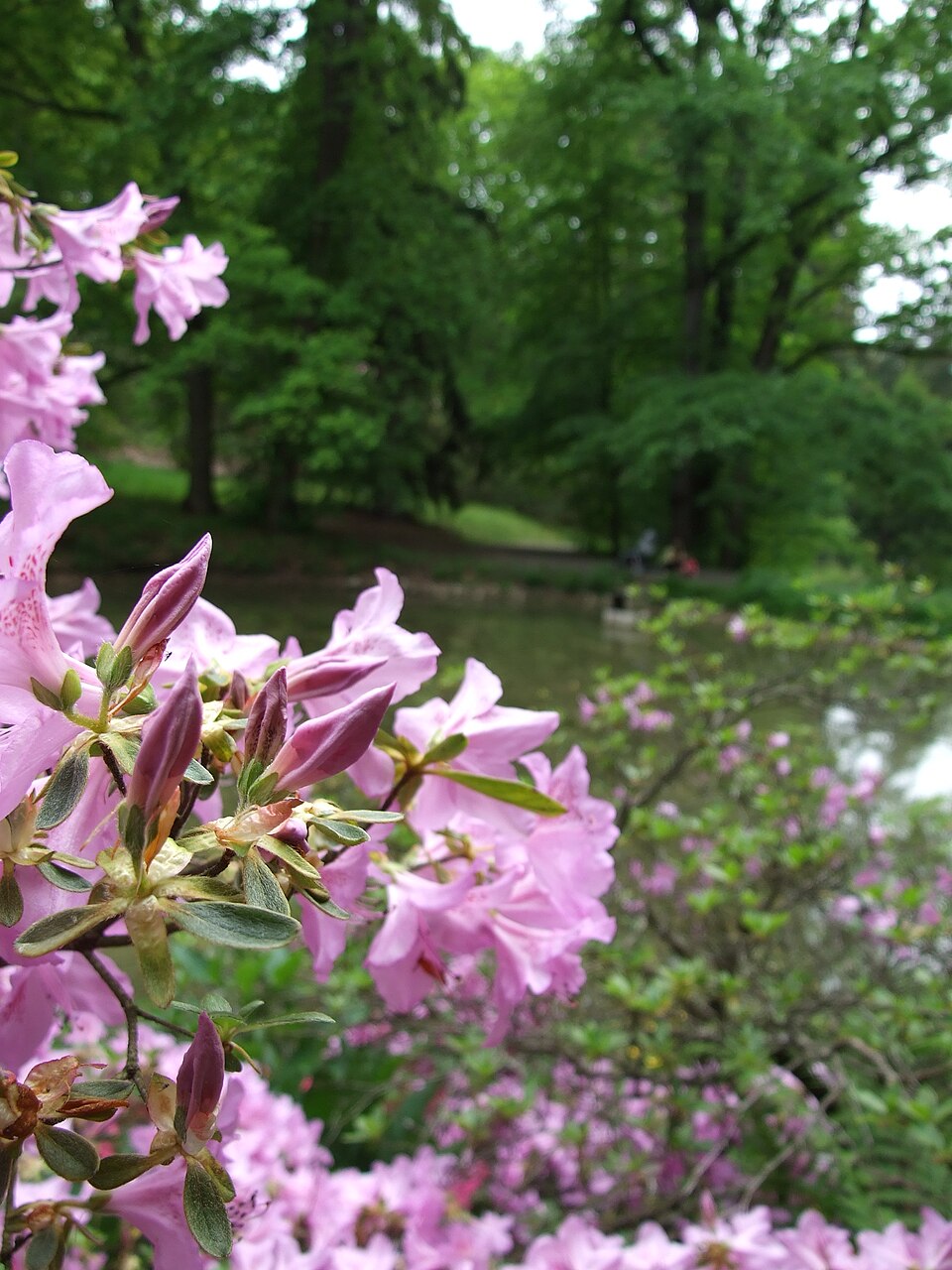 Průhonický park: historie, rododendrony a co v něm vidět 11 Rododendron u Dobřejovického potoka v Průhonicích