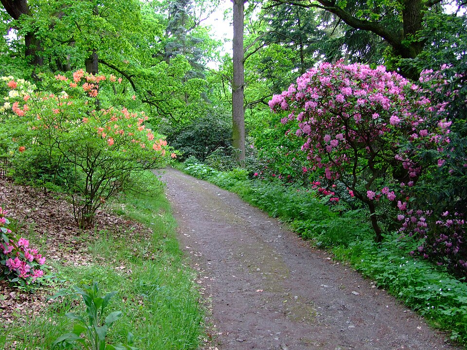 Průhonický park: historie, rododendrony a co v něm vidět 7 Cesta s rododendrony v Průhonicích, jiný pohled