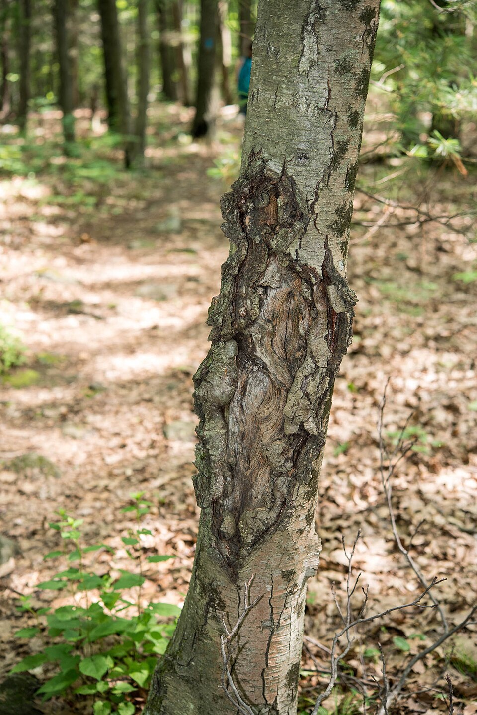 Rakovina jabloní: příznaky, ošetření rány a krčková hniloba 1 Rakovina na kmeni jabloně