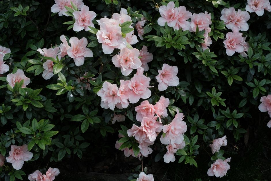 Keře do stínu: stálezelené i kvetoucí druhy 4 Rododendrony