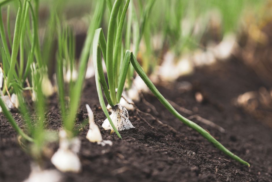 Popel jako hnojivo: dřevěný popel na zahradu, kdy a kolik 3 Rostliny, kterým popel prospěje