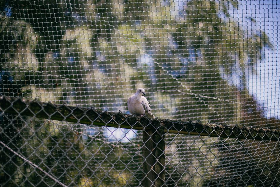 Ochrana ovoce před ptáky: síť proti ptákům, sáčky a plašiče 2 Síť proti ptákům přes ovocné keře
