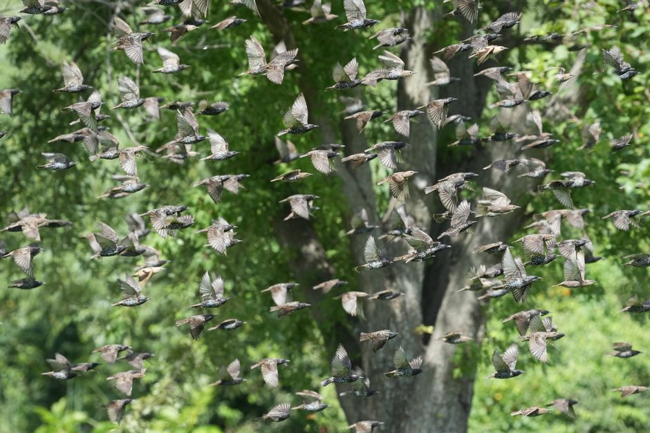 Ochrana ovoce před ptáky: síť proti ptákům, sáčky a plašiče 1 Špačci na třešních