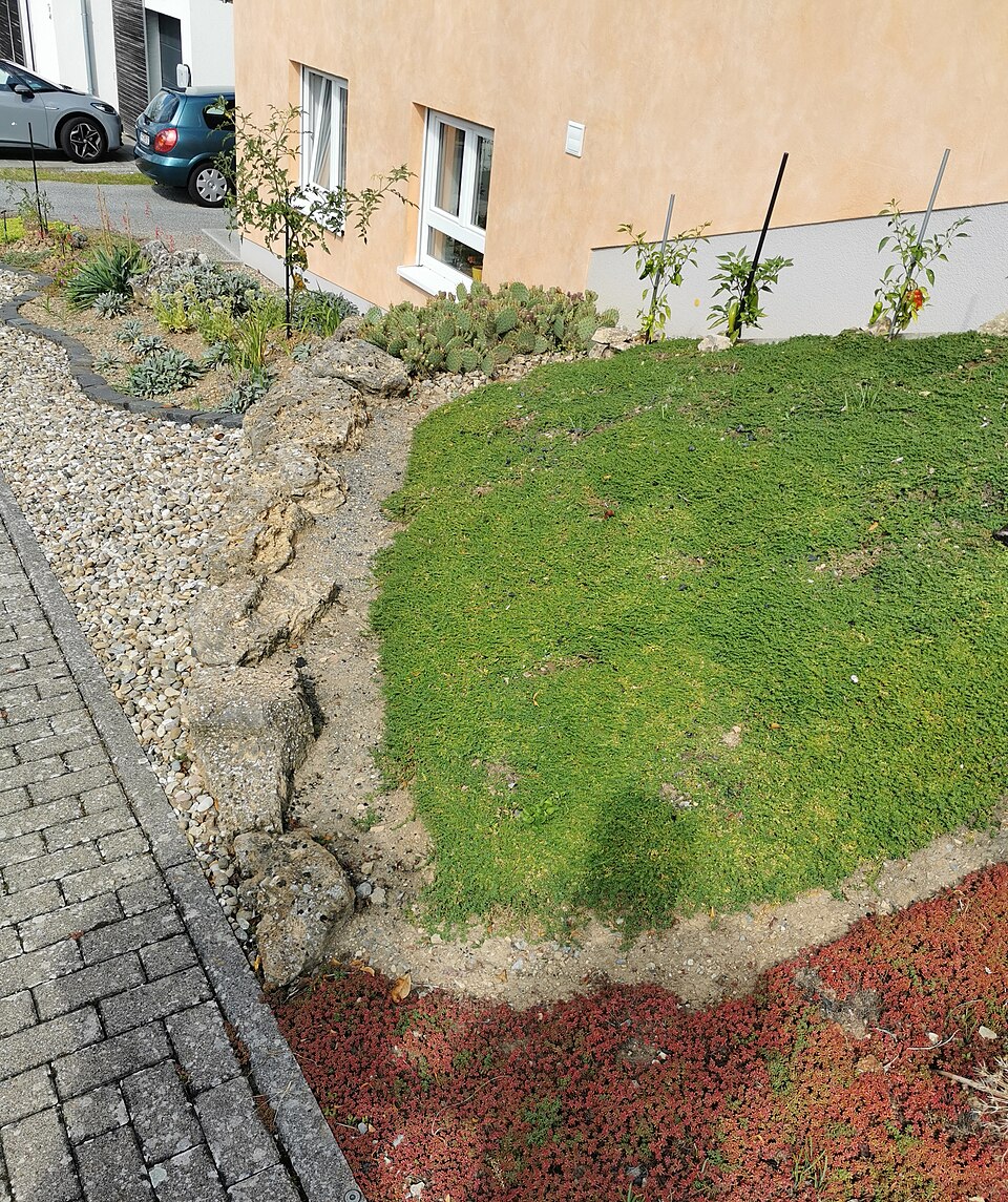 Půdopokryvné trvalky na slunce i do stínu: výsadba a péče 4 Výsadba půdopokryvných trvalek