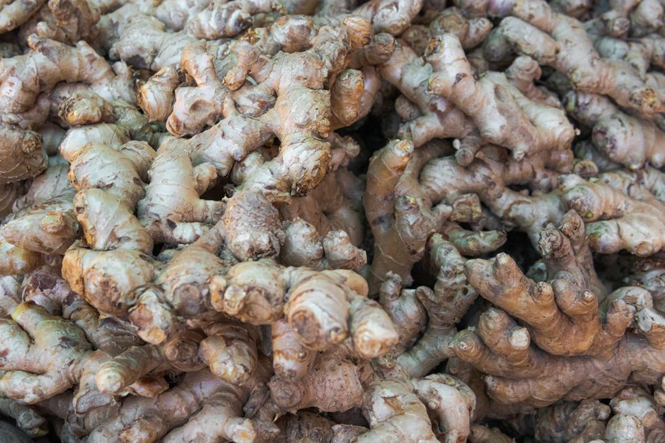 Kana (canna): pěstování, výsadba a zimování oddenků 4 Vyzvednuté oddenky kany